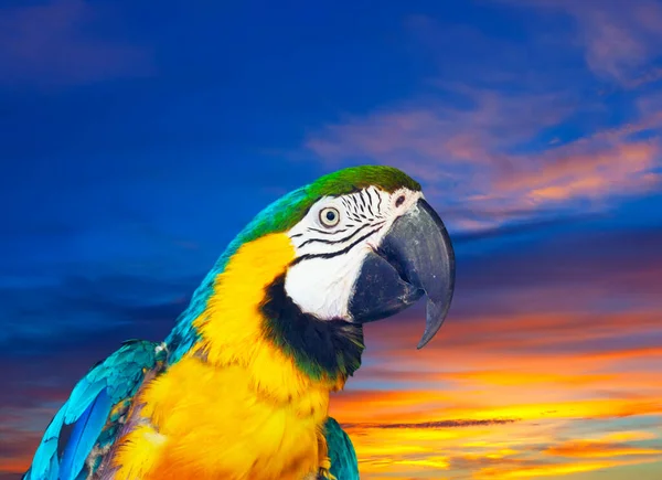 Macaw against sunset — Stock Photo, Image