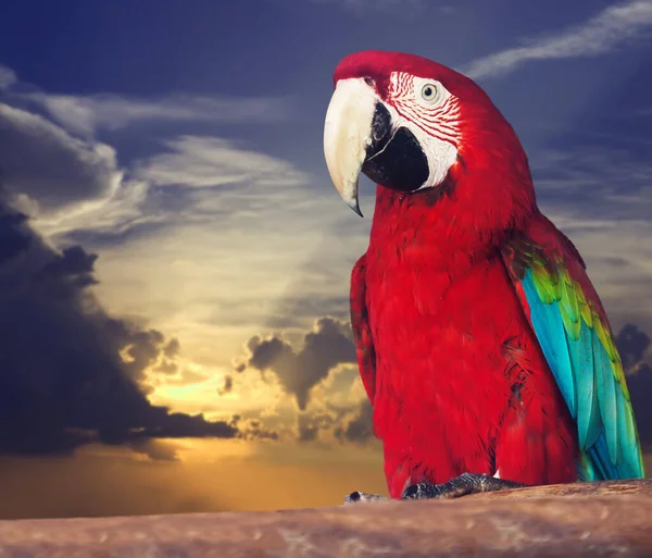 Retrato de un solo papagay guacamayo rojo —  Fotos de Stock