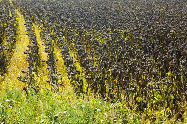 Picturesque fields of ripe sunflowers — Stock Photo, Image