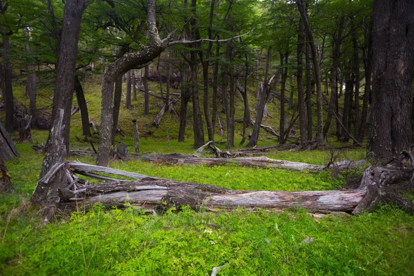 Floresta perto do pé da Cordilheira dos Andes — Fotografia de Stock