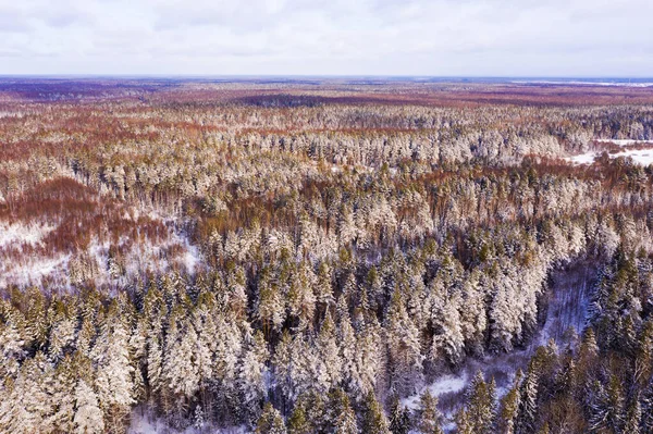 Top view of winter forest on sunny day — Stock Photo, Image