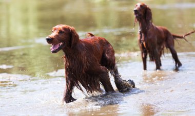 Two  Irish Setters  in water  clipart