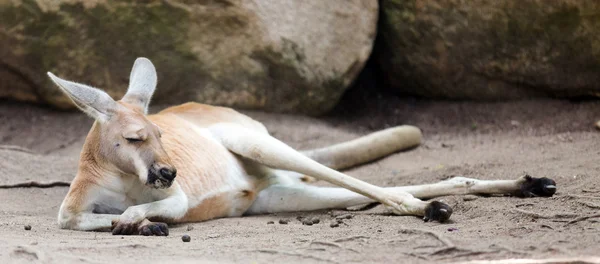 Rotes Känguru — Stockfoto