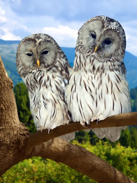 Grey Owls couple on tree — Stock Photo, Image