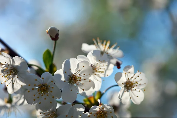 Blüht Ast im Frühling — Stockfoto