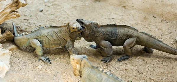 Paar neushoorn leguanen — Stockfoto