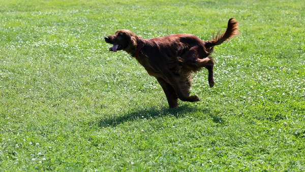 Setter irlandais courir sur l'herbe — Photo