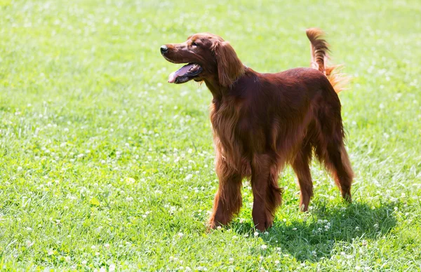 Cão de caça vermelho — Fotografia de Stock