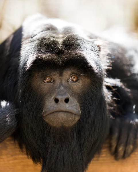 기적 원숭이 — 스톡 사진