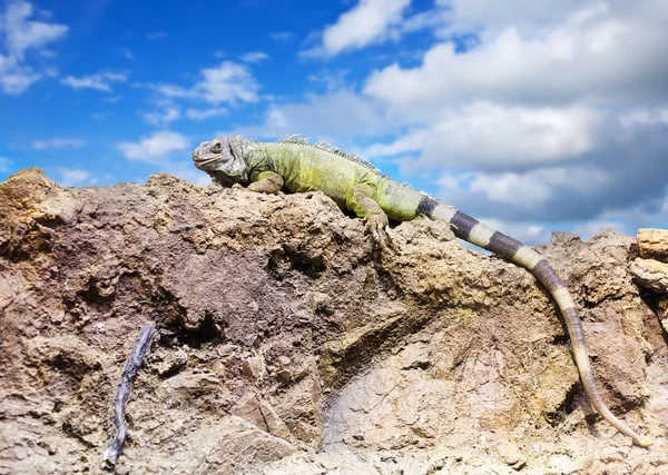 Iguana verde sobre piedra —  Fotos de Stock