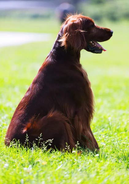 草の上に座って赤いアイリッシュ セッター — ストック写真