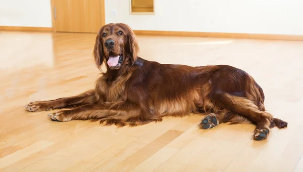 Red setter yerde yatarken — Stok fotoğraf