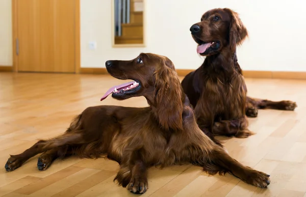 Irish Setters lying on  parquet — Stock Photo, Image