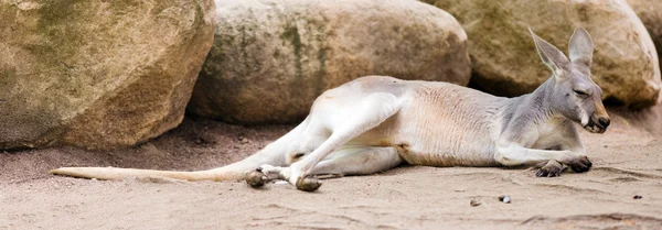 Canguru vermelho deitado no chão — Fotografia de Stock