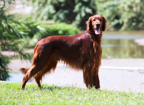 Setter irlandés —  Fotos de Stock