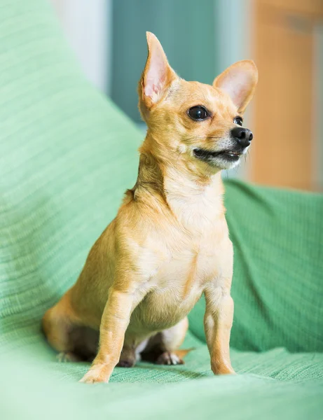 Russian Toy Terrier — Stock Photo, Image