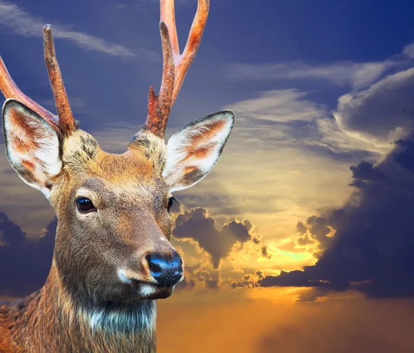 Sika deer over sunset — Stock Photo, Image