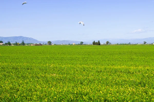 Rice fields at Ebro Delta — Stock Photo, Image