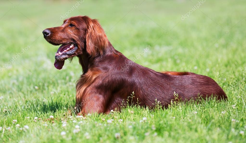 Perro dachshund sobre hierba verde — Foto de stock © Jim_Filim #52479171