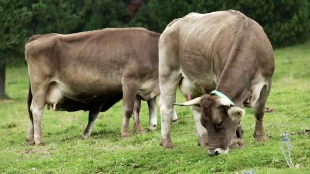 Корова і теля на лузі — стокове відео