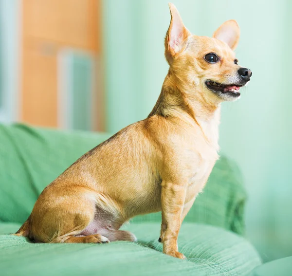 Terrier brinquedo russo — Fotografia de Stock