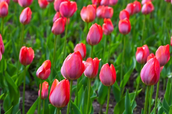 Red tulips field — Stock Photo, Image