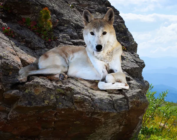 Wolf lays on rock — Stock Photo, Image