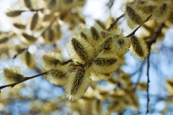 Chatte saule branches au printemps — Photo