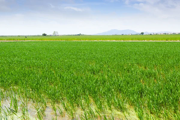 Rice fields at Ebro Delta — Stock Photo, Image