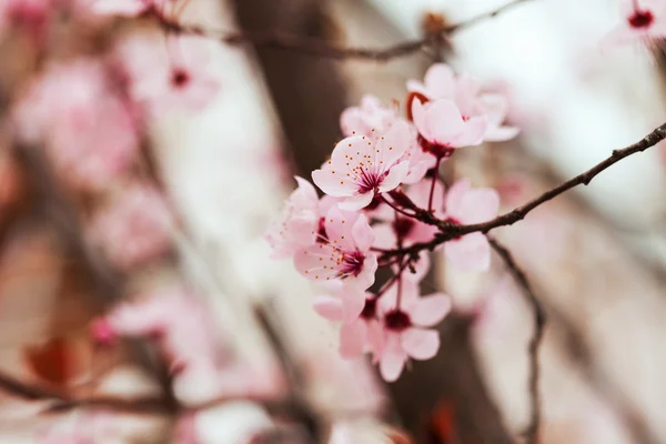 Almond tree branch with pink flowers — Stock Photo, Image