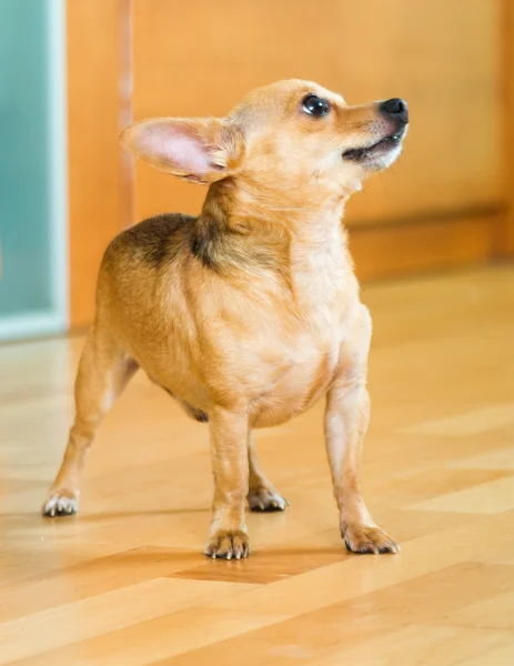 Moscow Toy Terrier — Stock Photo, Image