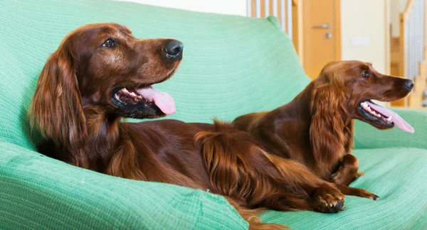 Två irländska setter vilar på soffa — Stockfoto