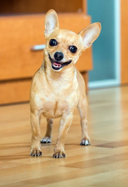Rysk toy terrier — Stockfoto