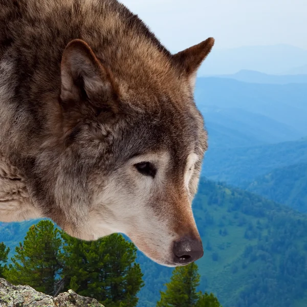 Cabeza de lobo contra lo salvaje —  Fotos de Stock