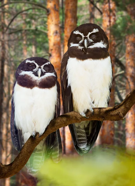 Owls couple  at  forest — Stock Photo, Image