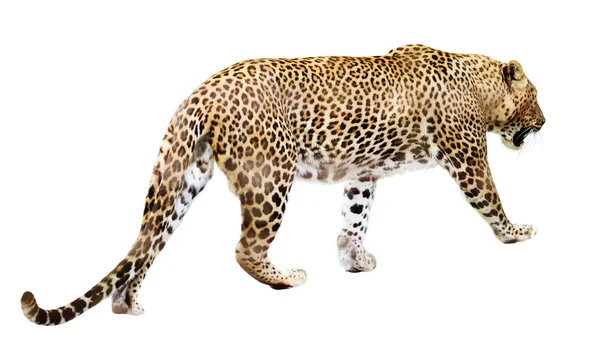 Leopardo ambulante — Fotografia de Stock