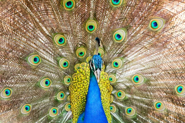 Male Indian Peafowl — Stock Photo, Image