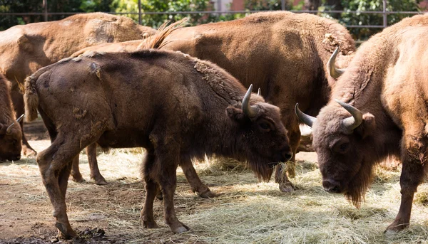 Stádo Evropského bizoni — Stock fotografie
