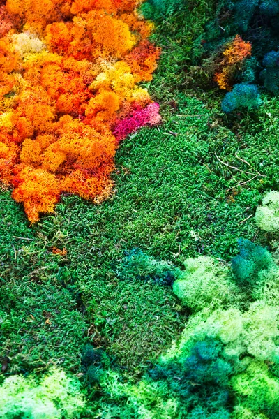 Nature colorful background — Stock Photo, Image