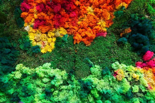 Líquen colorido e musgo — Fotografia de Stock