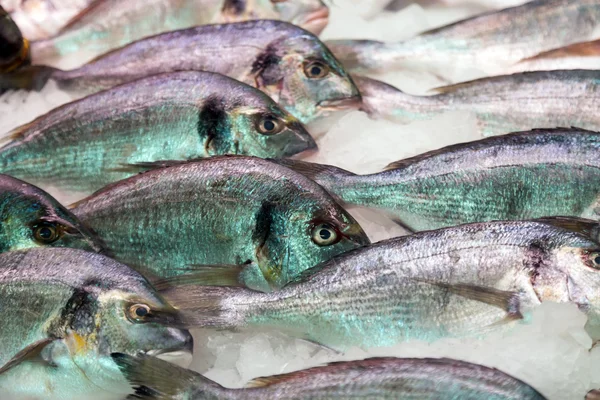 Gilthead fish — Stock Photo, Image