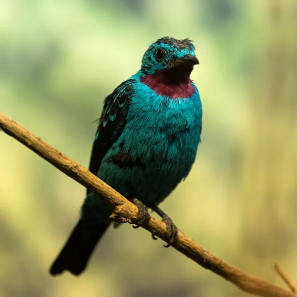 Spangled cotinga — Stock Photo, Image