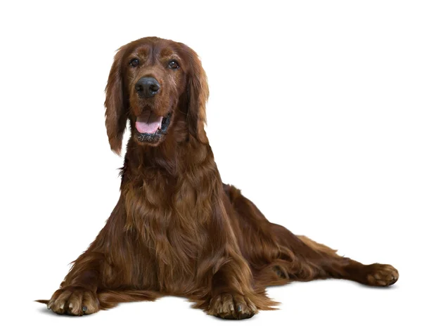 Setter irlandês vermelho mentiroso — Fotografia de Stock