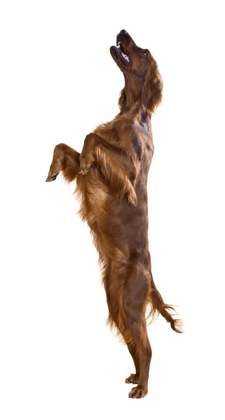 Irish Setter — Stock Photo, Image