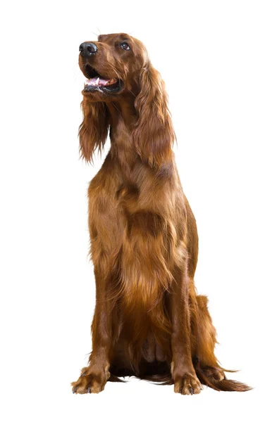 Irish Setter — Stock Photo, Image