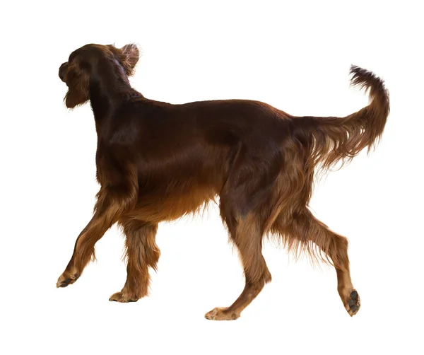 Irish Setter — Stock Photo, Image