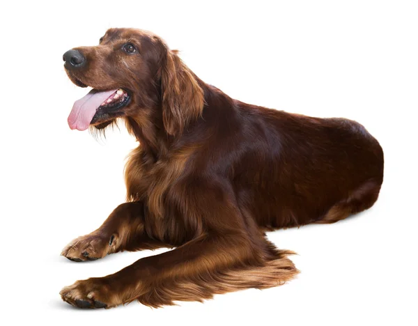 Lying Irish Setter — Stock Photo, Image