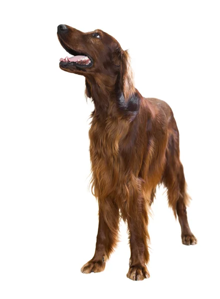 Irish Setter — Stock Photo, Image