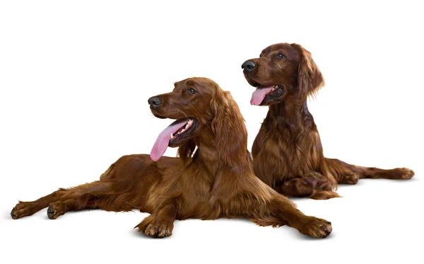 Couple of Irish Setters — Stock Photo, Image