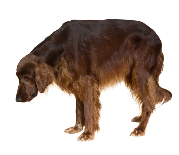 Irish Setter — Stock Photo, Image